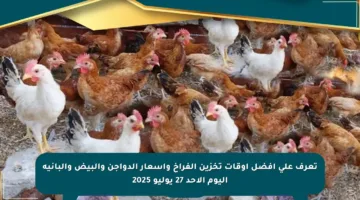 تعرف على أفضل أوقات تخزين الفراخ وأسعار الدواجن والبيض والبانية اليوم الأحد 27 يوليو 2025